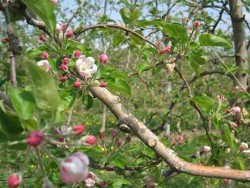 Sich selbst zur vollen Blüte bringen...