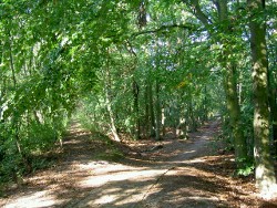 Der Weg gabelt sich - wo gehst Du lang?